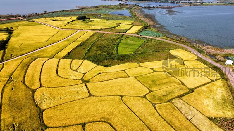 江夏鲁湖