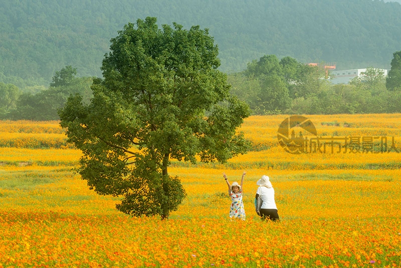 武汉光谷硫华菊进入盛开期