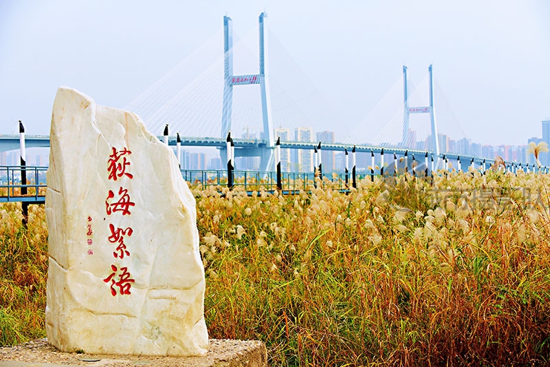 汉口江滩芦苇荡