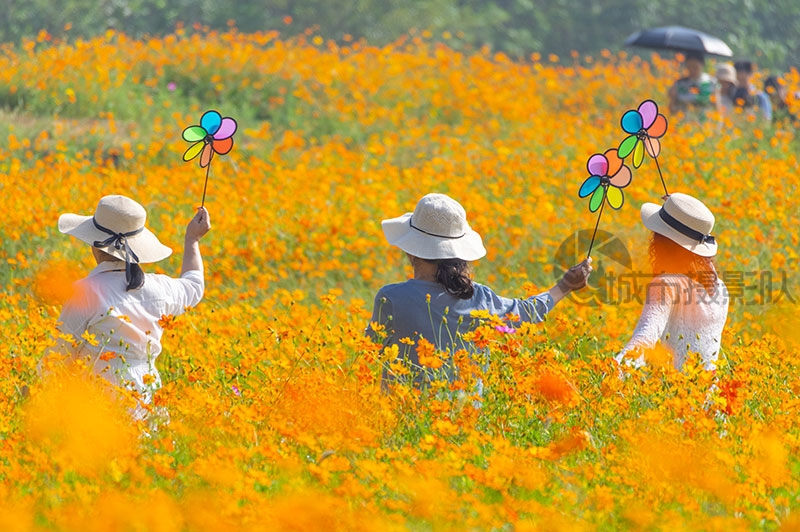 光谷的大片花海