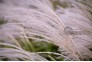 5群-极简生活-摄-花草伴我度国庆