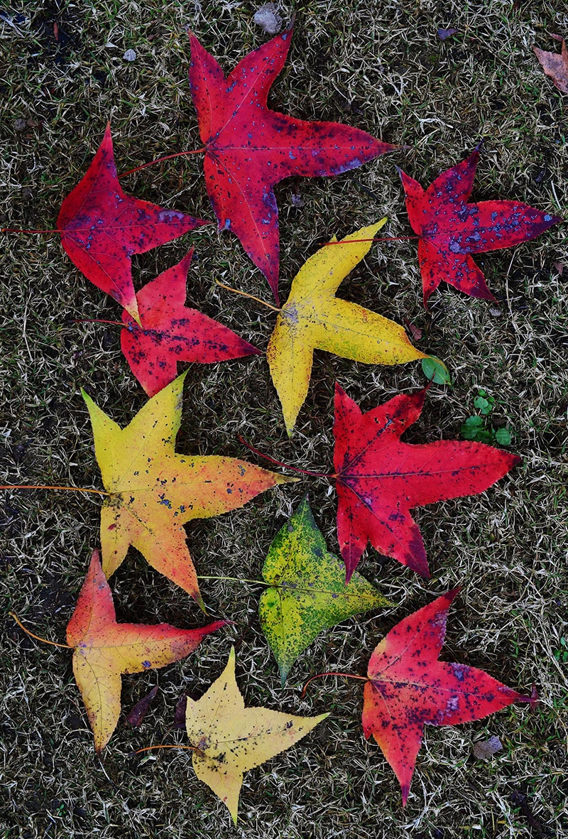 枫香红叶