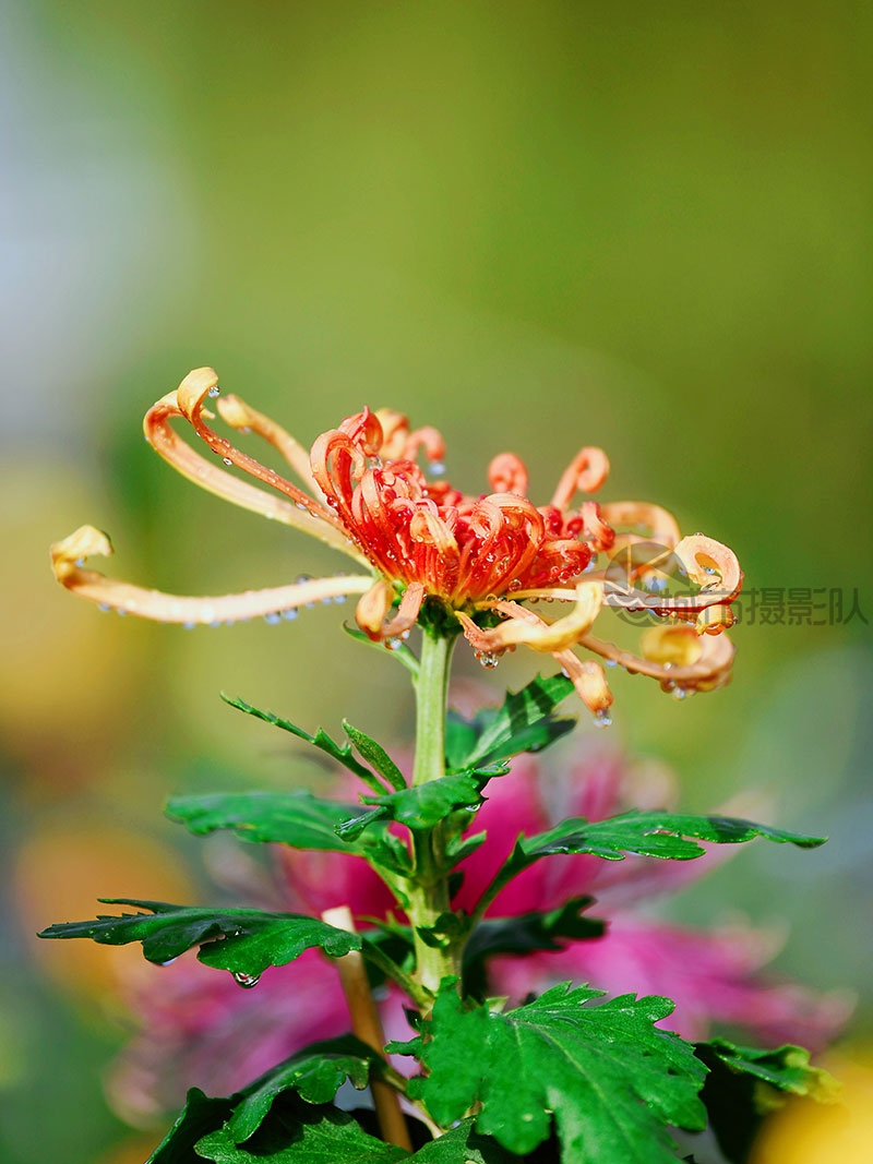 花开如火