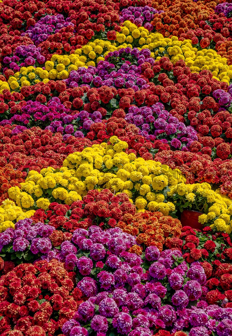 菊花盛开