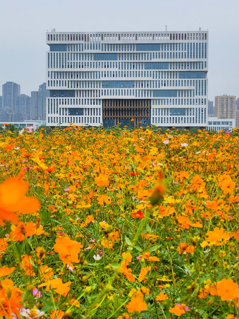 武汉理工大学新校区种了向日葵