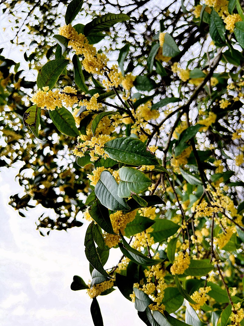 江城桂花开