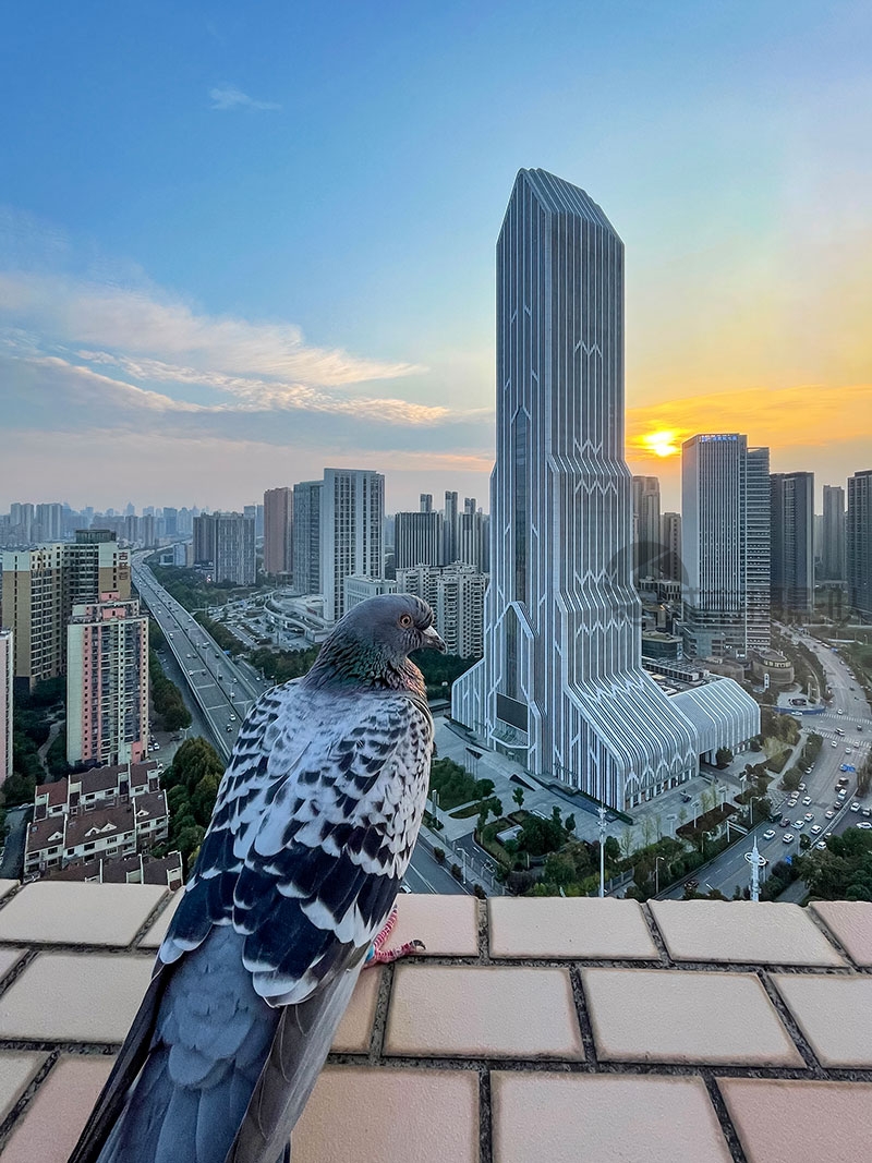 鸟瞰武汉市民之家