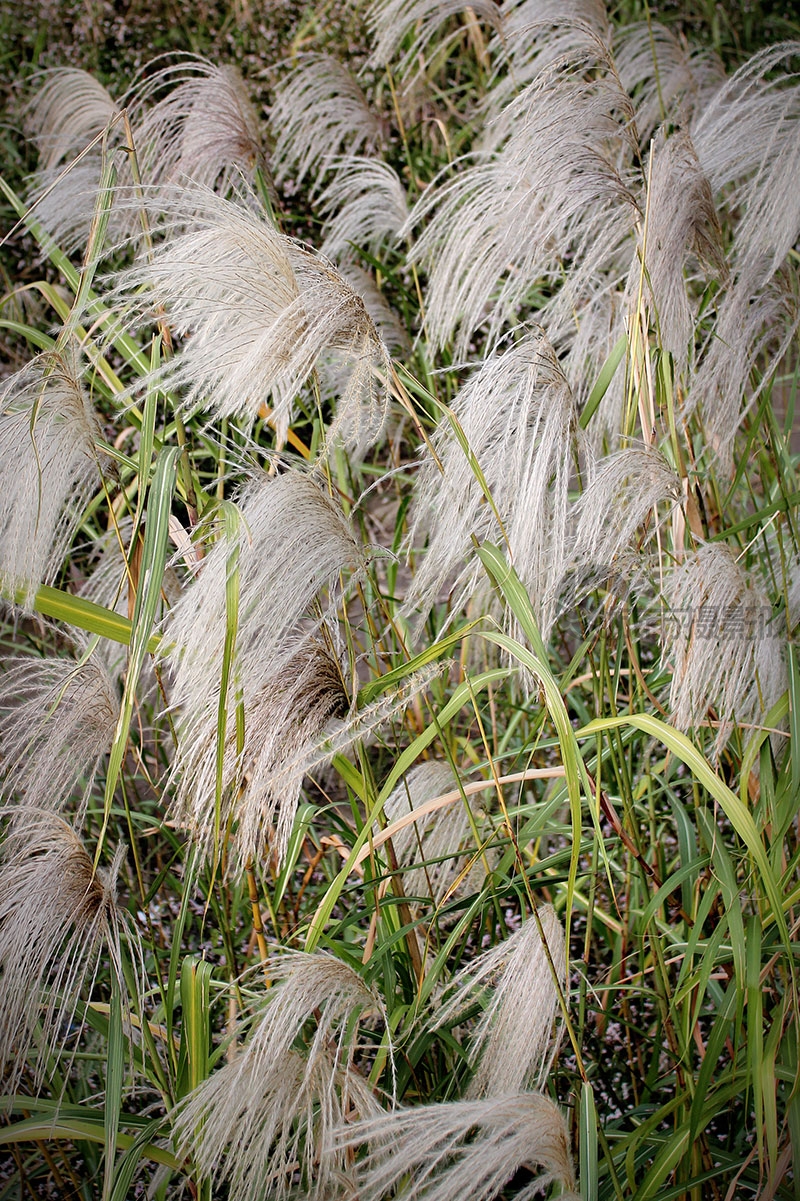 芦花飘满滩