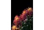 秋花-霜降+安娜+菊花+武汉植物园