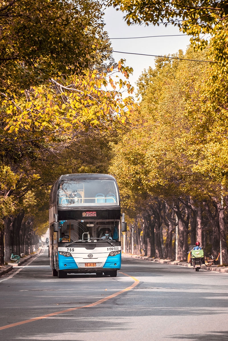 汤逊湖北路梧桐黄了