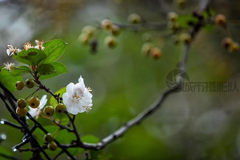 武汉植物园海棠花开