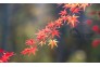 1群-李扬-摄-1108-红叶-(2)