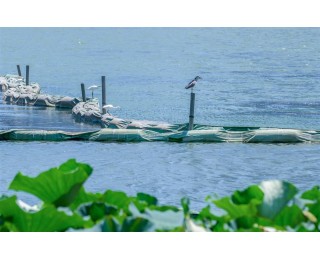 武汉沙湖：碧水蓝天下水鸟翩跹