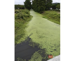 极目帮办|东西湖区四条沟渠污染严重，水务部门：年底施工完成后水质将恢复正常