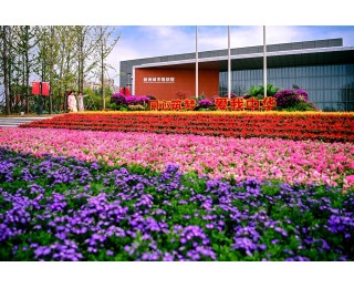 白天是花海，夜晚是星河！新洲的国庆浪漫请查收