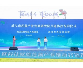 武汉市莲藕产业发展研究院启动建设，加快打造蔡甸百亿级莲藕产业集群