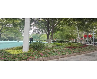 东湖宾馆西门添新景！80㎡花境让市民直呼“眼前一亮”