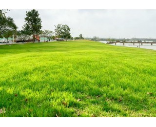 显山露水透绿，小米智能家电旁新添一片好风景