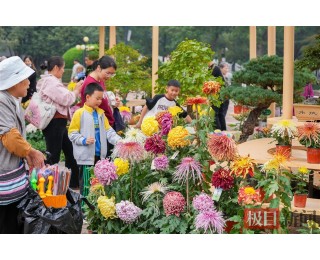 武汉市第42届金秋菊展开展，17个展区邀市民共赏秋日芳华