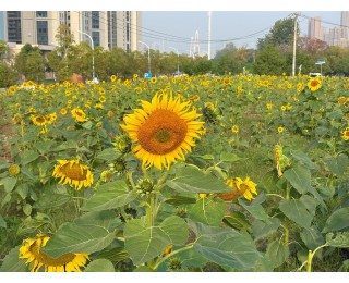 匠心养护迎来“金色暖意”，武汉洪山区这片向日葵一年两次开花