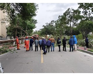 寒潮突袭，青山城管闻风而动除险保畅通
