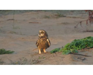 4只国家二级保护动物短耳鸮现身天兴洲他们登上洲头护“国保”