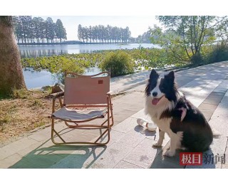 边牧犬东湖走失，警方助力重返主人怀抱