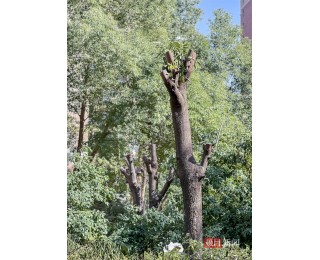 武汉一小区数十棵大树被“腰斩” 物业：多位业主申请修枝，未履行报备手续