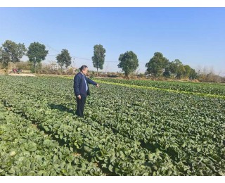 爱心企业认购3000斤上海青，“青警蔬菜园”帮助村民在家门口增收