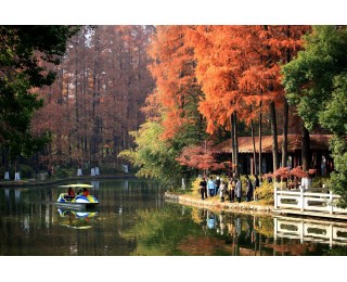 高铁窗外的“流动画卷”，青山公园百株红枫燃爆初冬