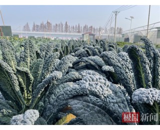 汉产网红菜皱叶菜批量上市，售价堪比肉价