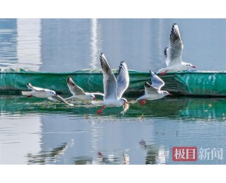 晴暖致沙湖鱼虾活跃，红嘴鸥翩跹觅食忙