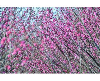 树上赏花林下“捡”金，新洲一梅园生态种养探索增收新路