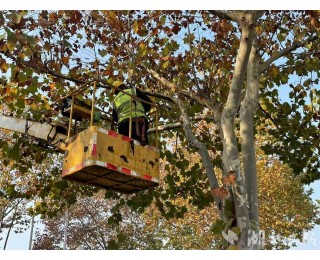 修剪4万余株行道树、4.3万防滑草垫已就位 武汉2300名园林人严阵以待迎战最强寒潮