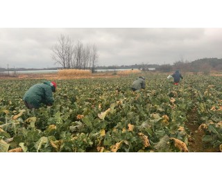 武汉江夏：已抢收近百吨蔬菜，抢收保温“两手抓”