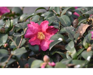 冬日治愈系风景！和平公园的茶梅已悄悄开好了，暗香浮动暖人心