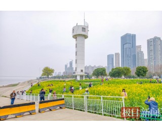 美如童话！武昌江滩油菜花绽放迎客来
