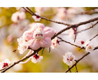 明日起，武汉地铁发售赏花季旅游1日票