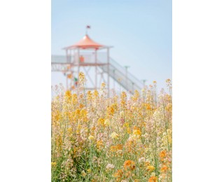 东西湖的春天，很美！