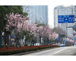 江汉区常青五路：第一波早樱摇曳盛放