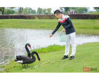 渣鹅出轨新欢恩爱近一年没下蛋，原配母天鹅重新收获爱情，携新伴侣喜提三娃！
