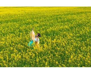 江夏区五里界两万亩油菜花海迎最佳观赏期