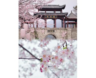 黄陂蔡店街千亩野樱如期绽放，花期持续至4月中旬