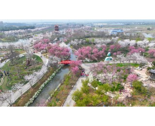 从“景点游”到“全域游”，仓埠街以樱花为媒打造长江新区农文旅融合发展样板