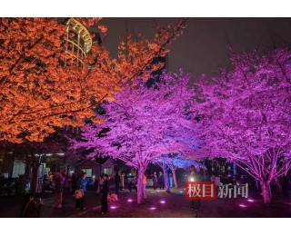 繁花与灯火相辉映，西北湖夜樱盛放迎客
