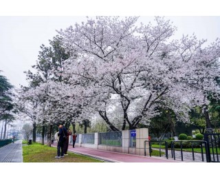 逛武昌不用做攻略，转角便能遇见半城樱粉与半棠红