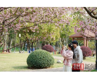 春满关山：海棠与樱花共绘江城浪漫画卷