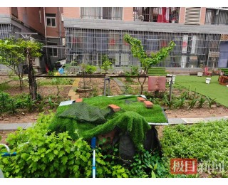 极目帮办|武汉东西湖一小区绿化带变“私家菜地”，居民苦不堪言