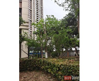 极目帮办|武汉一小区4棵树木被过度修剪，相关部门将依法处理