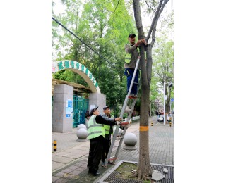 栾树“滴油”惹人烦？青山区城管绿化队请来蚜虫天敌瓢虫来治它